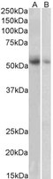 EB06558-T 1