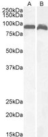 EB06268-T 1